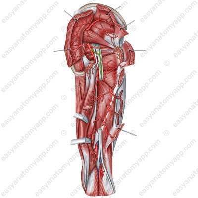 Артерию, сопровождающая седалищный нерв (a. comitans nervi ischiadici)